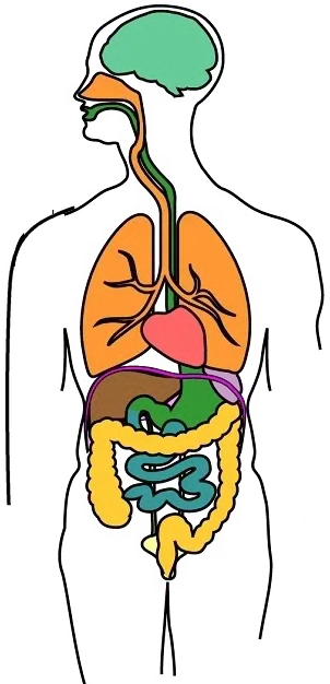 Human organ illustration