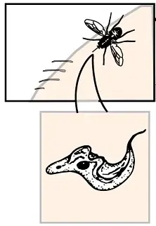 A tsetse fly feeding on skin, with an inset of a metacyclic trypomastigote.