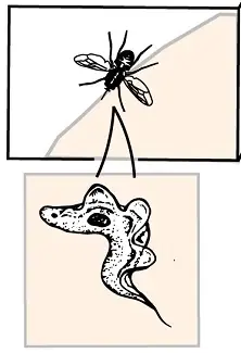 A tsetse fly feeding on skin, with an inset of an ingested bloodstream trypomastigote.