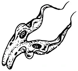 A procyclic trypomastigote with two nuclei, dividing by binary fission.