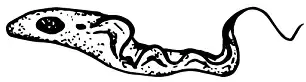 An elongated procyclic trypomastigote with a long flagellum.