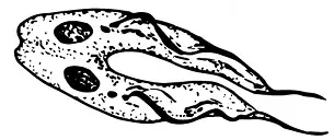 An epimastigote with two nuclei, dividing.